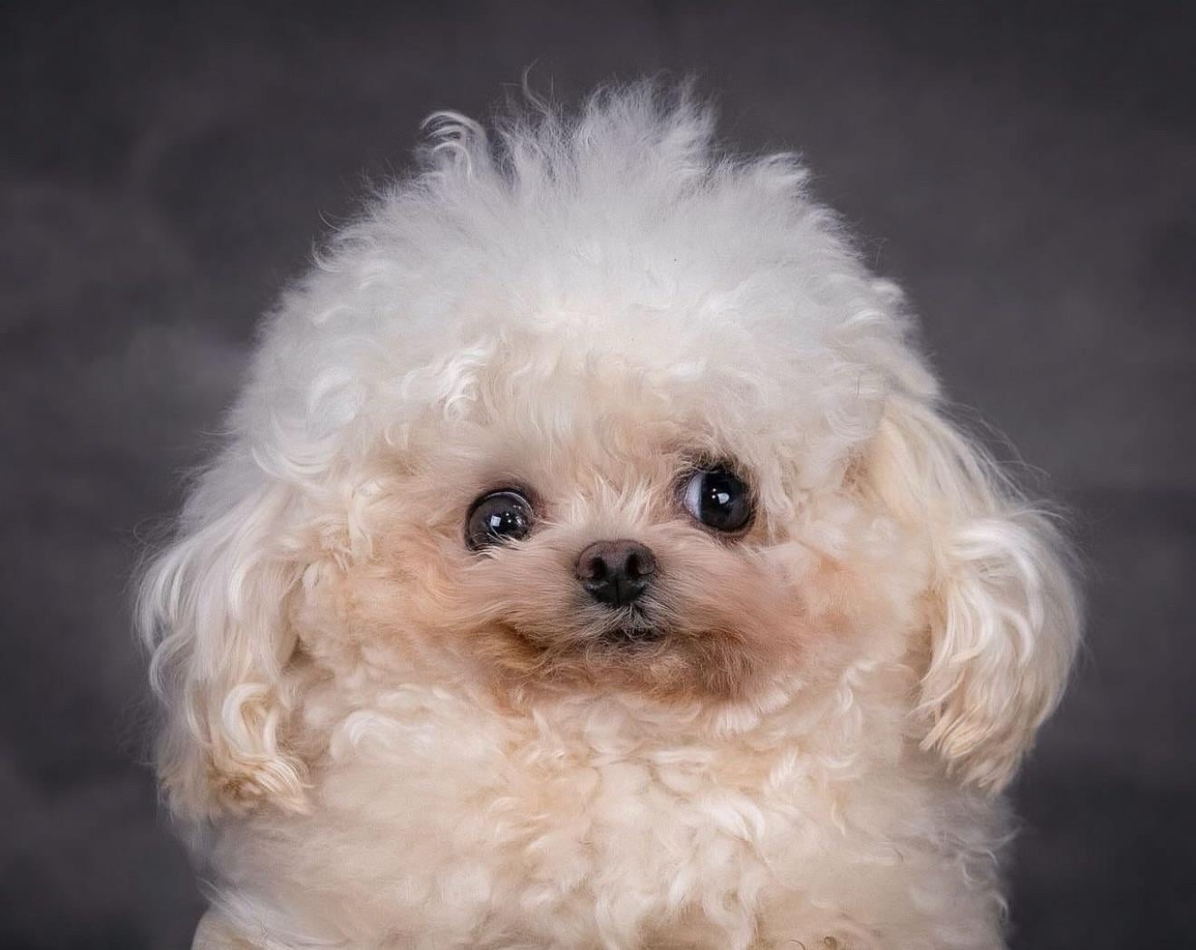 Image from Aria Board album